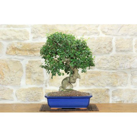 Bonsai di Olmo Campestre (58) (1/5)