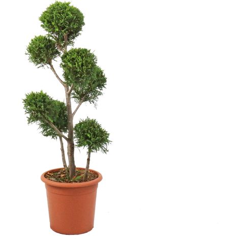 Cipresso Pompon - Cupressocyparis Leylandii Castlewellan Gold - H 90-110 cm Vaso Ø 24 cm