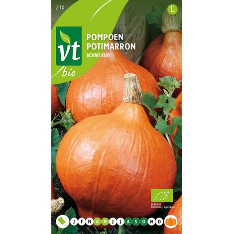 Bio Potimarron Uchiki Kuri - Ca. 2 gr (Livraison Gratuite) (1/2)