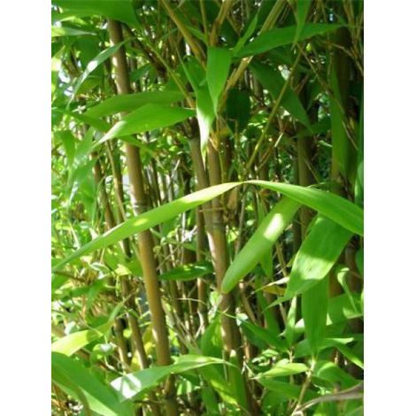 Semiarundinaria fastuosa Pot de 1,5L/2L