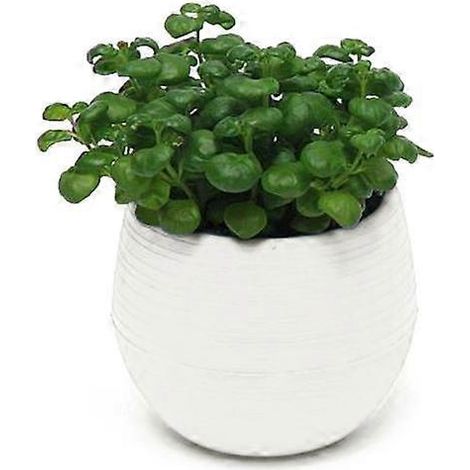 Joli pot de fleurs succulent avec soucoupe, décor de jardin et de bureaublanc (1/5)