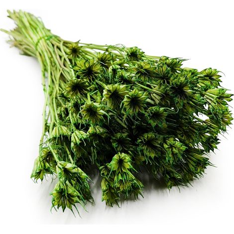 Comino negro oriental - (Nigella orientalis) - Verde