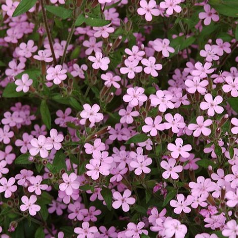 4 x Saponaire de Montpellier - Saponaria ocymoides - godet 9x9