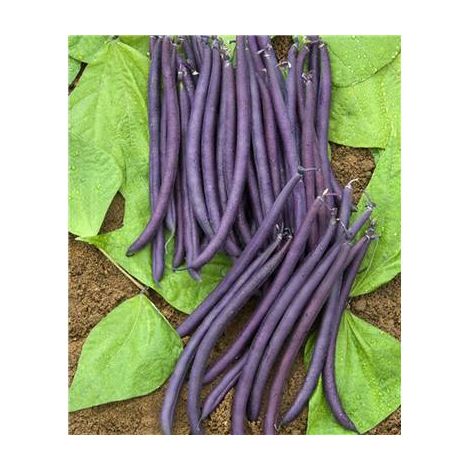 HARICOT NAIN AMETHYST - Graines - 150 G