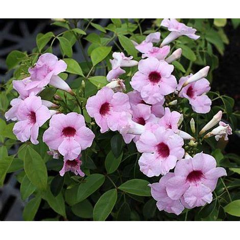 BIGNONIA PANDOREA JASMINOIDES PINK H 130CM PHOTOS RÉELLES