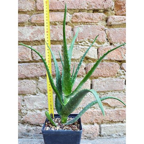 Aloe arborescens x vera 40 cm, cactus, pianta grassa