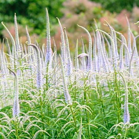 4 x Veronicastrum virginicum 'Lavendelturm' - godet 9x9 cm