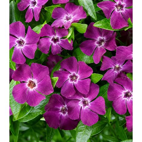 Gardenaria Vinca minor 'Atropurpurea' - Arbusto ornamentale da giardino - Altezza: 20/25 cm (vaso19) (1/2)