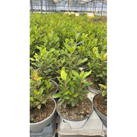 Arbutus Unedo - Corbezzolo - vaso 14 cm (1,5 L)