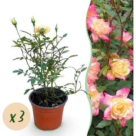 Rosier tricolore « Fairy » (Rosa tricolor Fairy) - Rosier rustique - Jaune-rose - Lot de 3 - Pot de 12 cm - Hauteur : 20-25 cm (1/5)