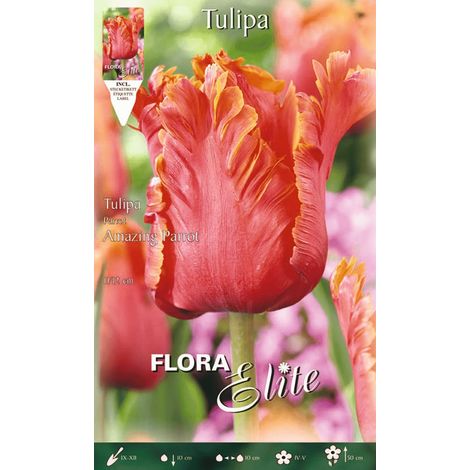 BULBI AUTUNNALI AMAZING PARROT CONFEZIONE DA 7 BULBI BULBS BULBES