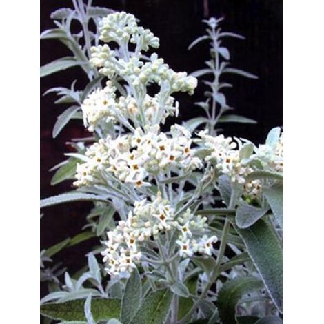 Arbre aux papillons 'Silver Anniversary'® Pot de 3L/4L (1/3)