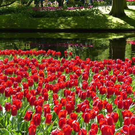 Tulipe Triomphe 'Strong Love' Bulbe calibre 12+ (par 10) (1/2)