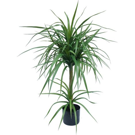 90cm Double Dracaena Plant (1/2)