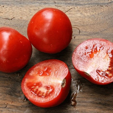 Plant de tomate Montfavet 63-5/Godet (1/2)