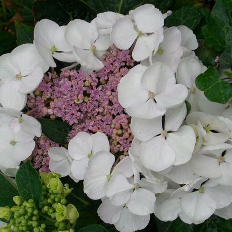 Hortensia  - Hydrangea macrophylla 'Libelle'  - 25-30 cm pot