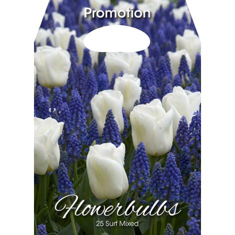 Bulbi da Fiore Misti Tulipani e Muscari Surf 25 Bulbi