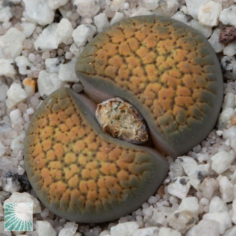 1 PIANTA DI LITHOPS VARIETA' ASSORTITA VASO 8CM O SASSO VIVENTE