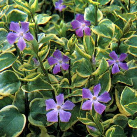 4 x Grande pervenche  - Vinca major 'Variegata'  - godet 9x9 cm