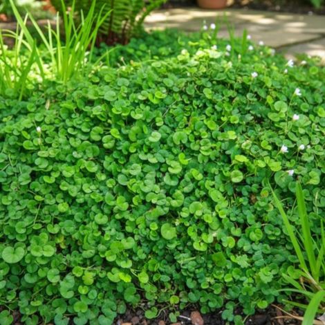 Dichondra repens/Lot de 5 godets
