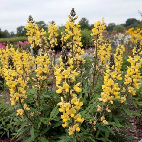 Thermopsis lanceolata/Lot de 3 godets (1/3)
