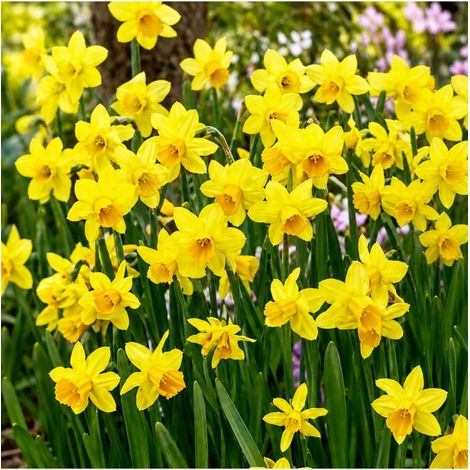 Narcisse botanique Tête-à-Tête Sgaravatti 8 bulbes jaunes, variété compacte idéale en pot, massif et fleur coupée - 618035 (1/3)