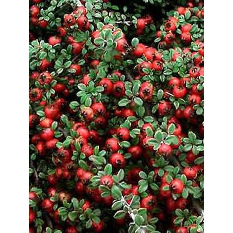 Cotonéaster à petites feuilles 'Streib's Findling' Godet de 8/9 cm