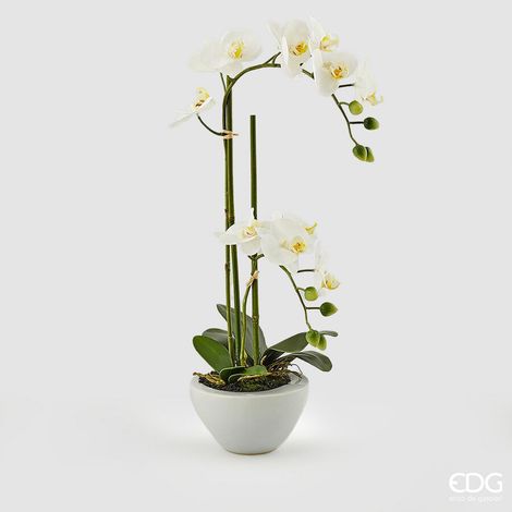 EDG Enzo De Gasperi Orchidea Phalaenopsis Real x2 con Vaso Artificiale H 50 Cm White