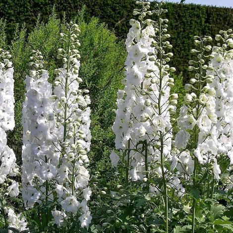 4 x Pied d'Alouette belladone - Delphinium 'Galahad' - godet (1/4)