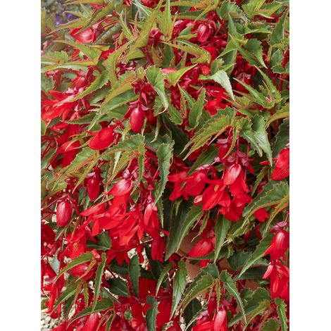 Bégonia 'Chanson Deep Red F1' le sachet de 25 graines