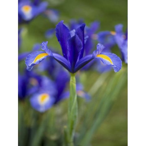 Iris de Hollande 'Sapphire Beauty' Bulbe calibre 8+ (par 15) (1/2)