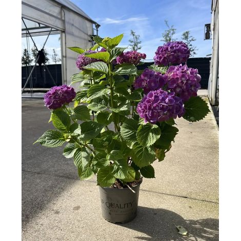 Gardenaria Ortensia - Hydrangea Macrophylla 'Red Baron' - Pianta acidofila ornamentale da esterno - Altezza: 40/60 cm (vaso19) (1/2)