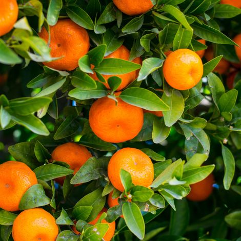 Oranger calamondin - Citrus mitis Calamondin mini tige 40/50 cm Pot 19cm (1/4)