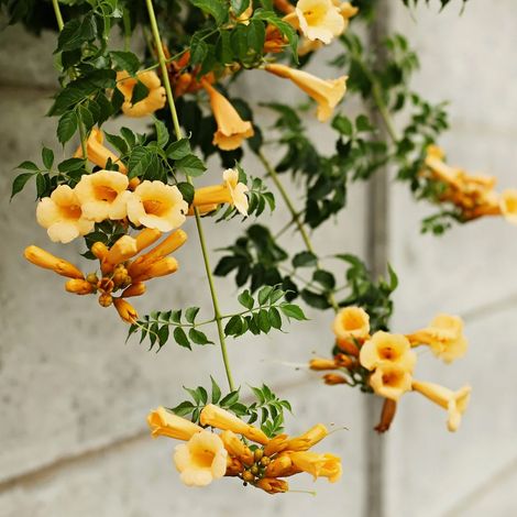 Bignonia "Campsis radicans" pianta in vaso ø18 cm h. 150/200 cm - Gialla "Yellow trumpet"