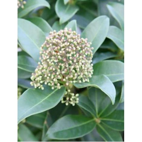 Skimmia du Japon 'Fragrant Cloud' Pot de 2L/3L (1/2)