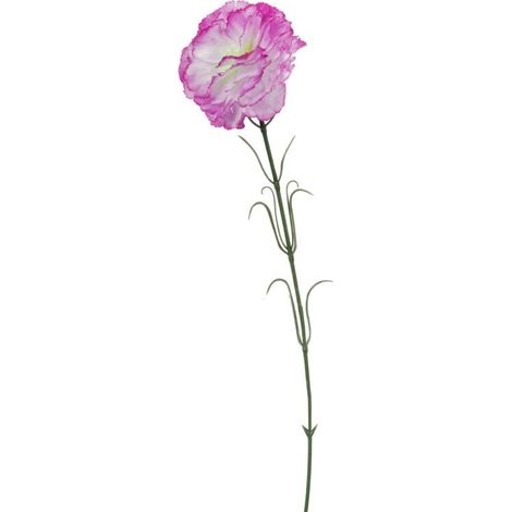 Einzelne violette Nelke, 46 cm (1/3)