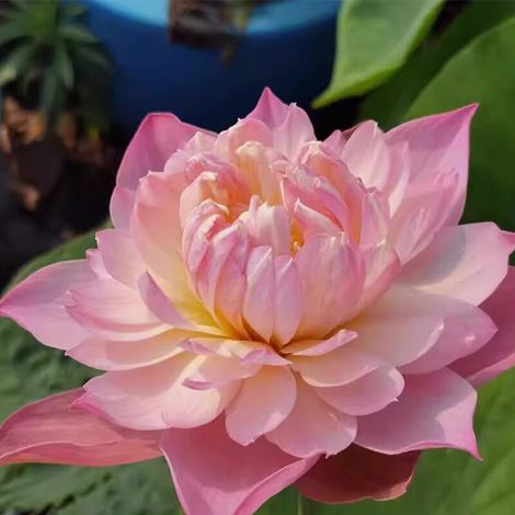 Fleurs de lotus, 60 graines. Elles peuvent être cultivées en pot ou dans l'eau, ce qui en fait un choix idéal pour la culture d'intérieur et la décoration. Mélange de graines, disponibles dans une var (1/4)