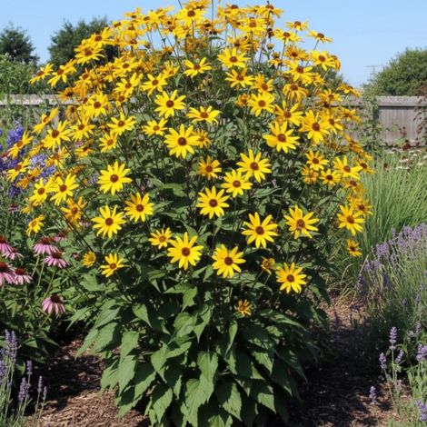 Hélianthe atrorubens (Soleil)/Lot de 9 godets