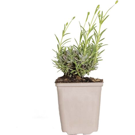 Bloomique - Lavandula Angustifolia 'Hidcote' – Lavande vraie – Plantes de lavande – Rustique – Hauteur 10-20 cm – Pot 9x9 cm (1/4)