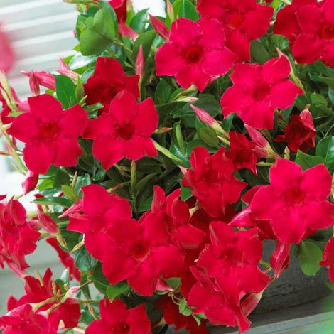Dipladenia su 3 canne in Vaso da 17cm Colori Assortiti