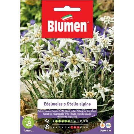 SEMI EDELWEISS O STELLA ALPINA BLUMEN