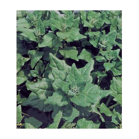TETRAGONE - 10 G - EPINARD