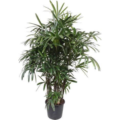 Palmier Rhapis Excelsa - Plante d'Intérieur et Extérieur - Vert Foncé - 200 cm - ø34 cm - PANGIVO