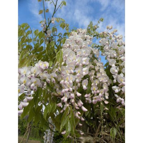 Glycine japonaise 'Lipstick' Pot de 3L/4L (1/3)