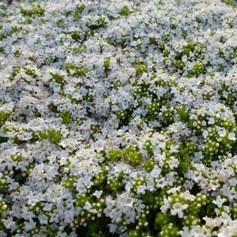 4 x Thym précoce  - Thymus praecox 'Albiflorus'  - godet 9x9 cm