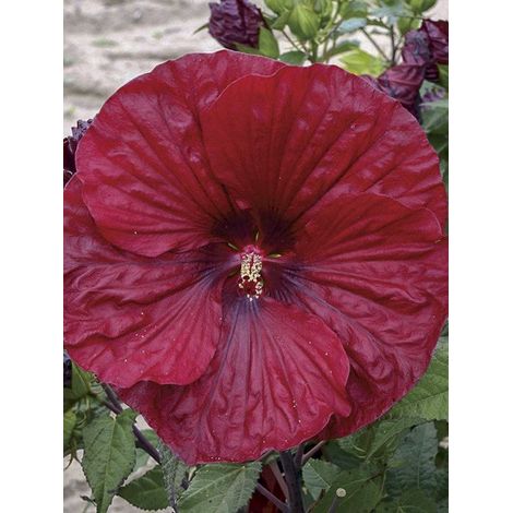 Althée, Ketmie, Rose de Chine 'Red Wine' Pot de 4L/5L