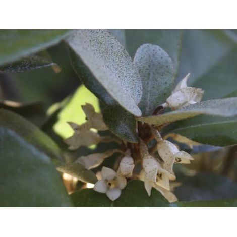 Gardenaria Elaeagnus × ebbingei - Arbusto ornamentale da giardino - Altezza: 125/175 cm (vaso24) (1/3)