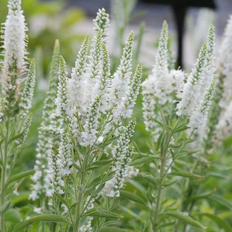 4 x Véronique en épis  - Veronica spicata 'Alba'  - godet 9x9 cm (1/4)