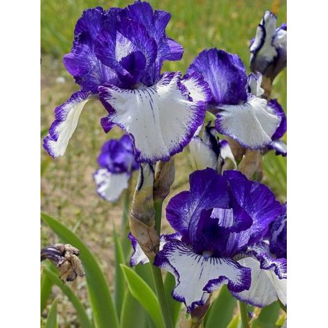 Iris des jardins 'Art Déco' Rhizome, Calibre 10/15, qualité extra
