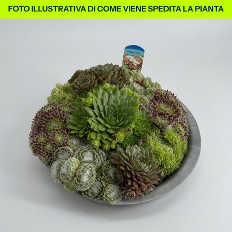 Catino Semprevivum 28cm in vaso da 28cm